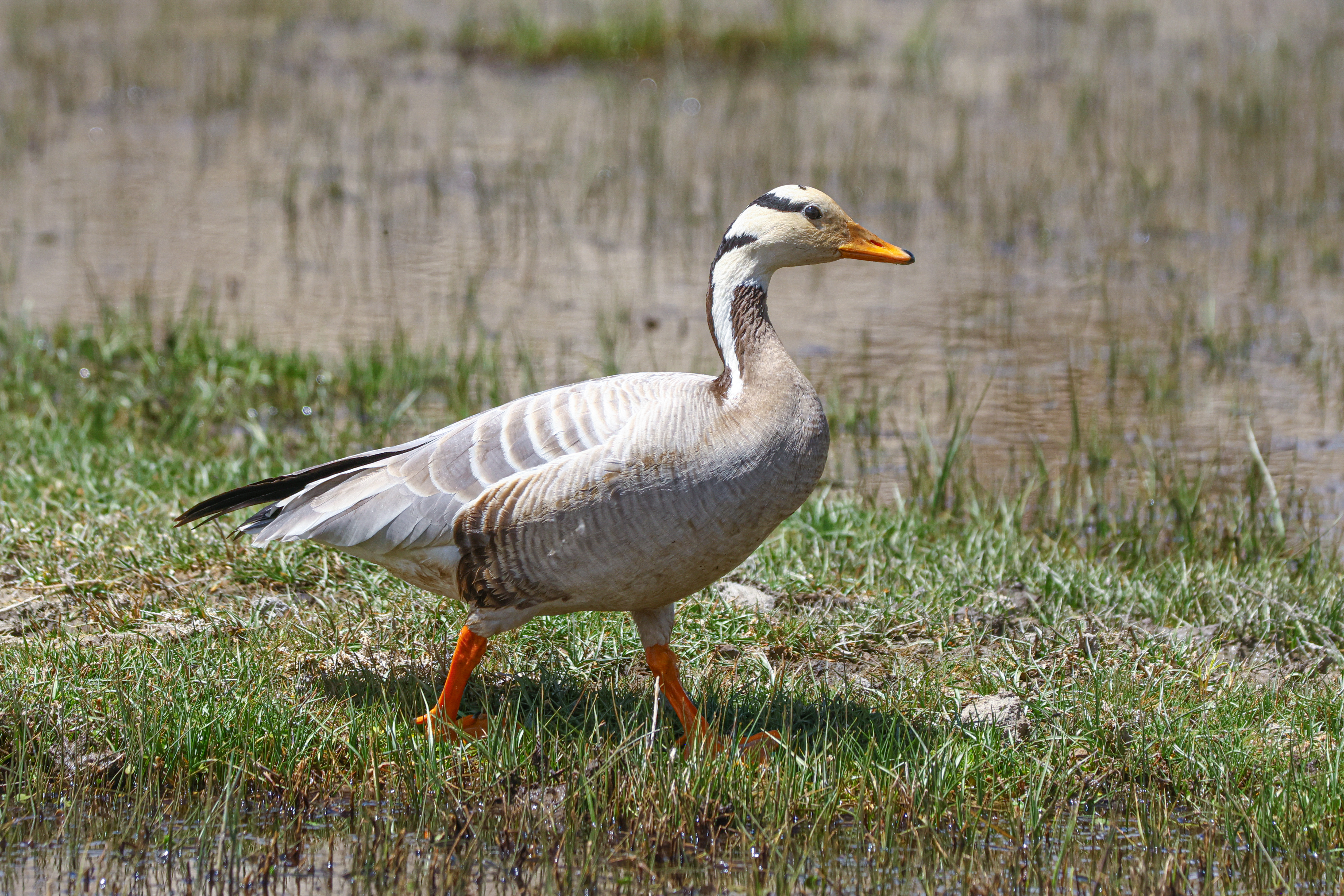 BAR HEADED GOOSE