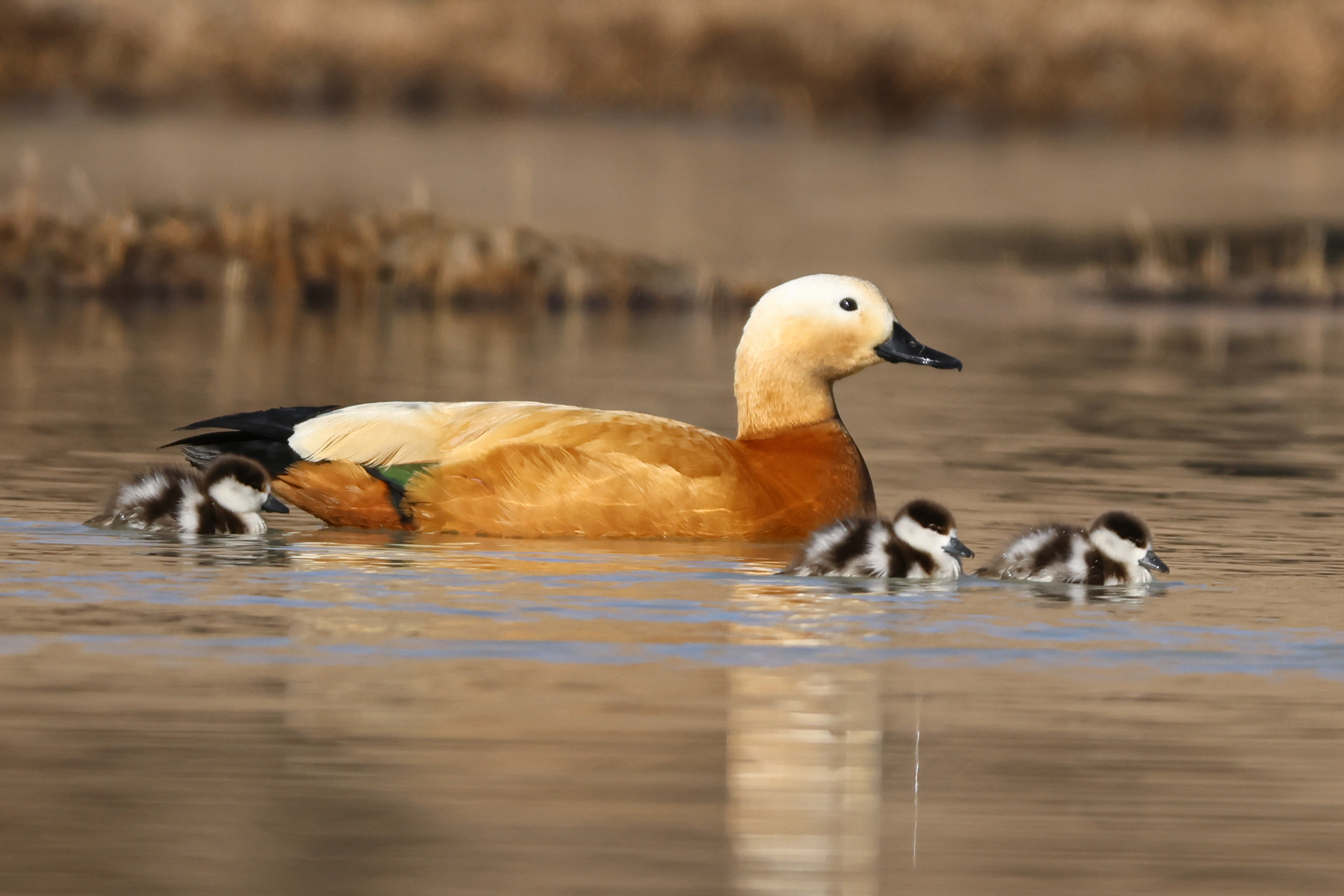 RUDDY SHELDUCK