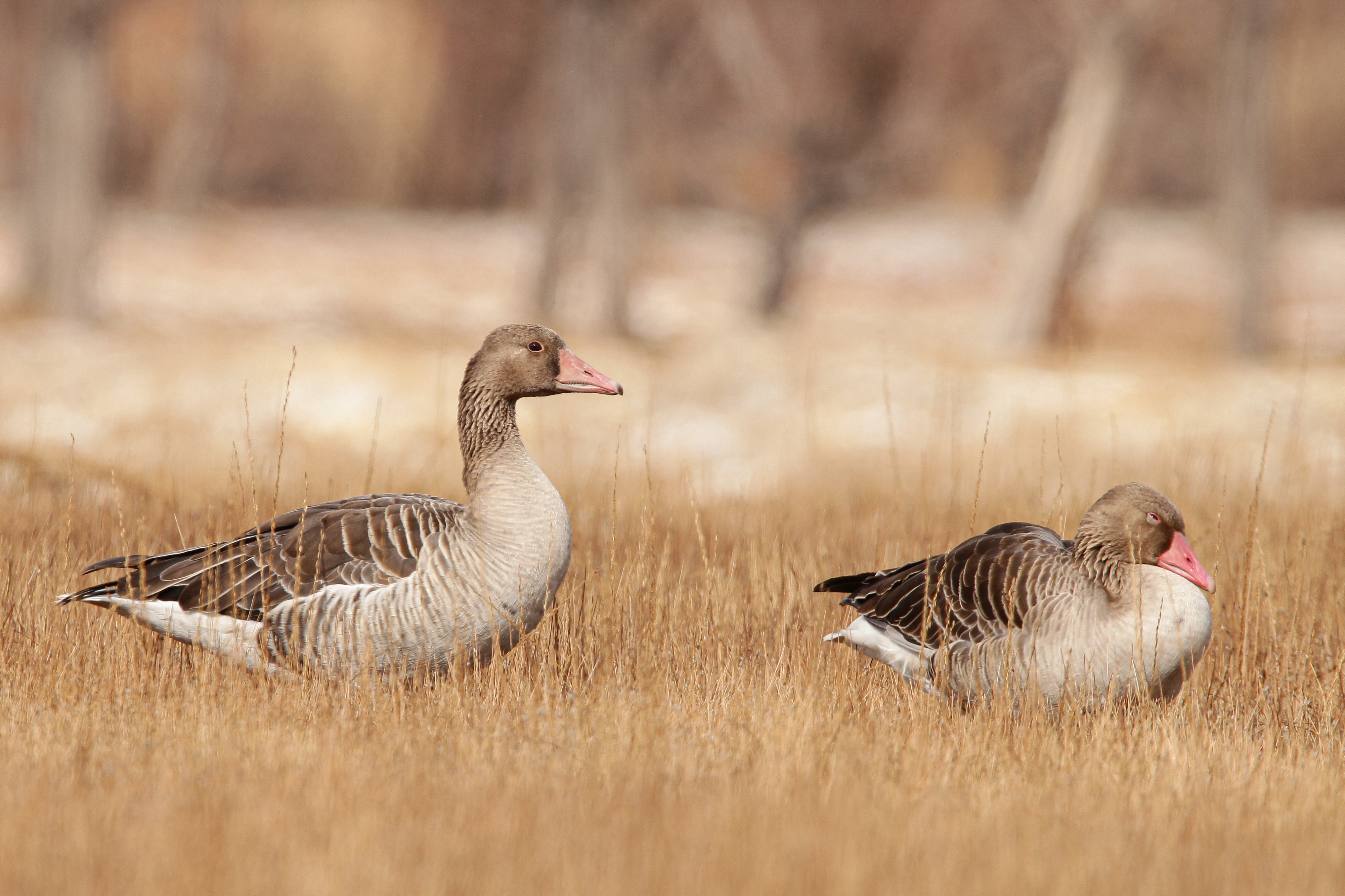 BAR HEADED GOOSE