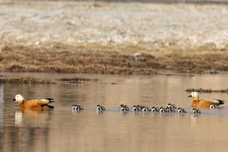 Community-Driven Conservation: Mudh Village Leads The Way To Protect Migratory Birds