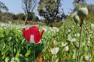 DRONE MONITORING OF OPIUM