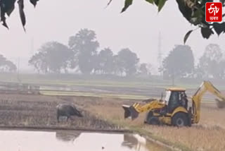 Wild buffalo scare on the western edge of Morigaon