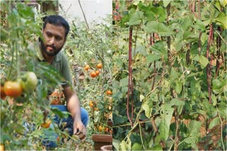 VEGETABLE FARMING  ശീതകാല പച്ചക്കറി കൃഷി  പച്ചക്കറി കൃഷി വിളവെടുപ്പ്  AGRICULTURE