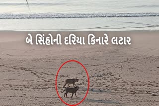 બે સિંહોની દરિયા કિનારે લટાર