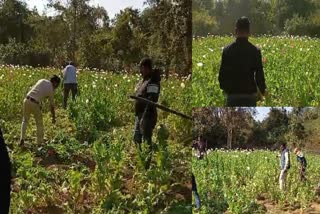 OPIUM CULTIVATION IN CHATRA