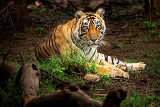 BALAGHAT TIGRESS DEATH