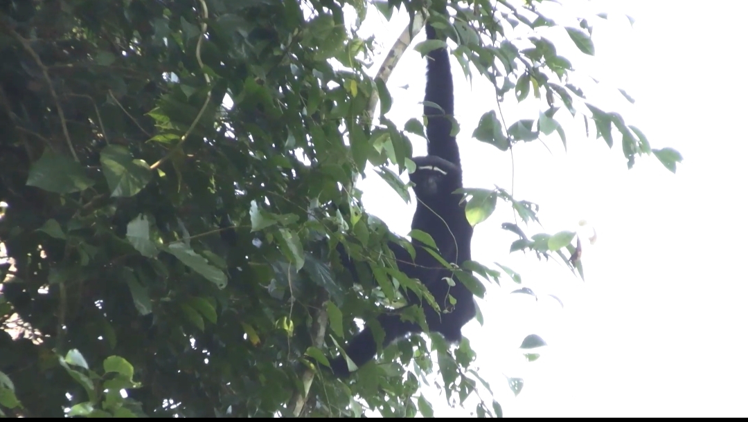 Jorhat Gibbon Sanctuary