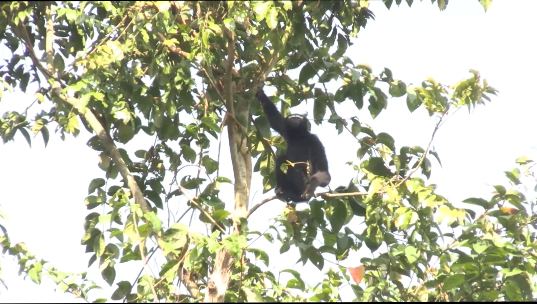 Jorhat Gibbon Sanctuary