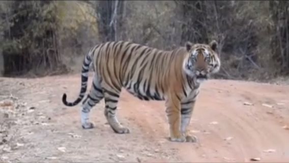 BANDHAVGARH TIGERS TERRITORY FIGHT