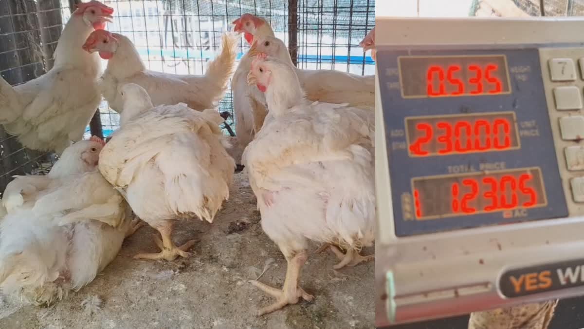 Poultry Prices Increase  കോഴി വില വർധിച്ചു  Traders Are In Crisis  വില വർധനവ് നിയന്ത്രിക്കണം  കോഴിക്കോട്