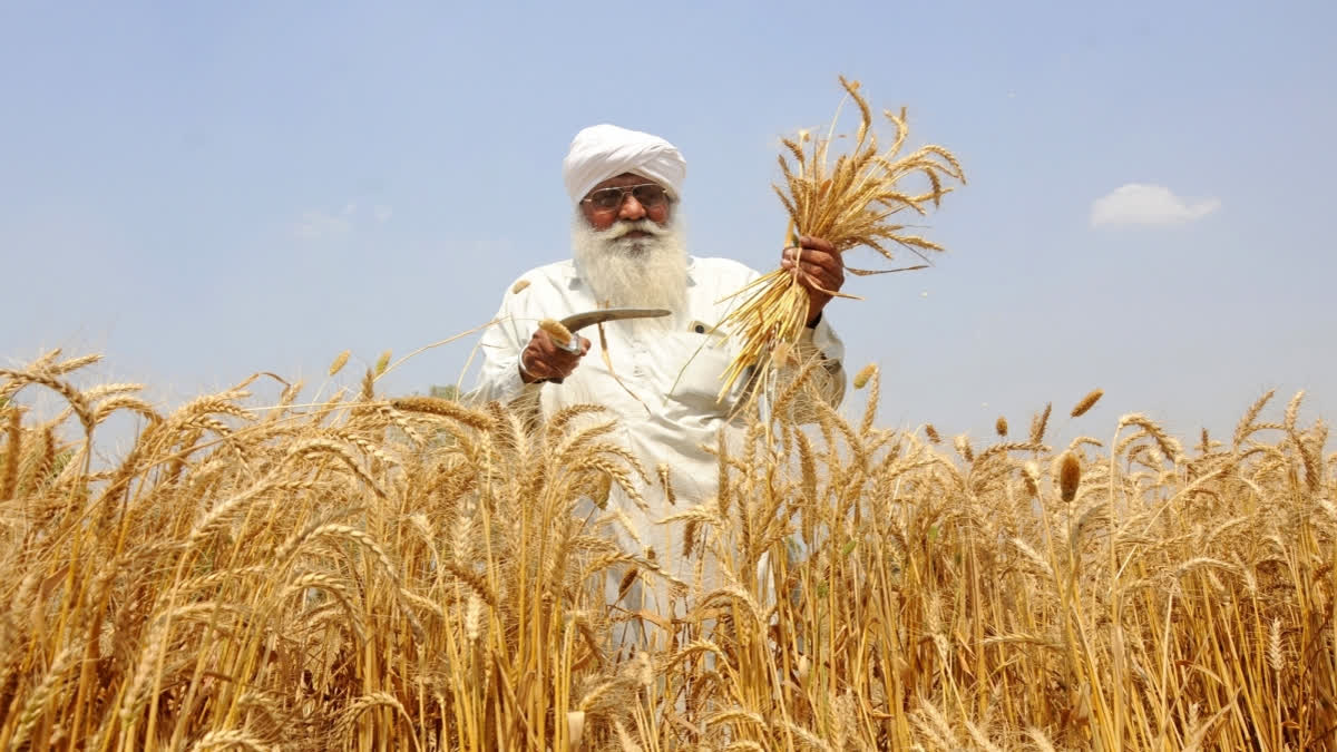 The Ministry of Agriculture has set the wheat procurement target lower than expected. The taget being 30-32 million tonnes for the rabi marketing season. (File Photo IANS)