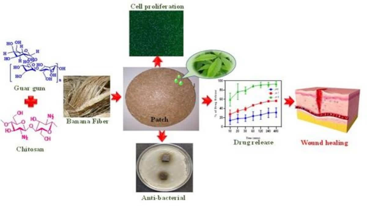 Eco-Friendly Wound Dressing Developed by Indian Scientists Using Banana Fibres.