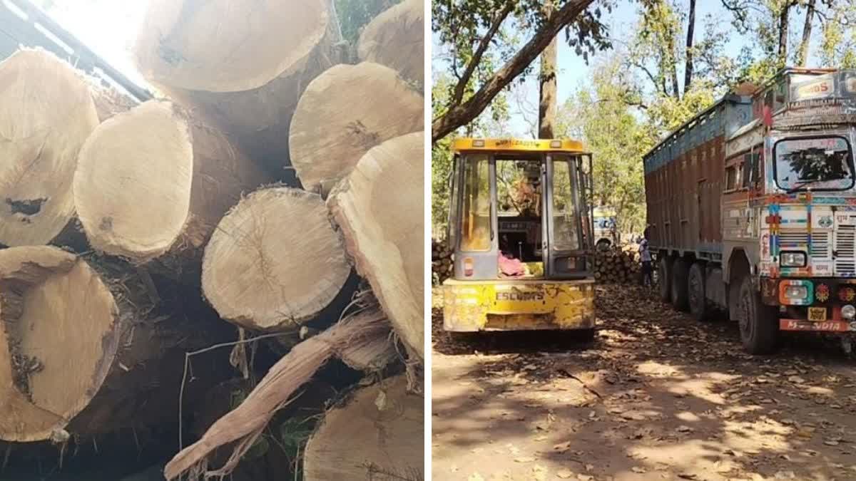 Wood smuggling in MCB