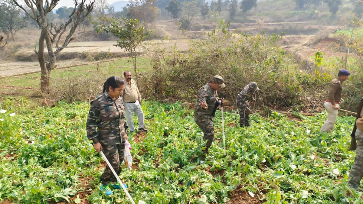 Opium cultivation in Ranchi