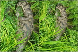 Crocodile In Farmland