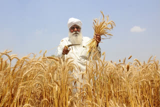 The Ministry of Agriculture has set the wheat procurement target lower than expected. The taget being 30-32 million tonnes for the rabi marketing season. (File Photo IANS)