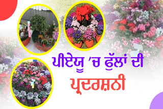 Flower Show In PAU Ludhiana