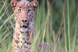 indias-leopard-population-rises-to-13874