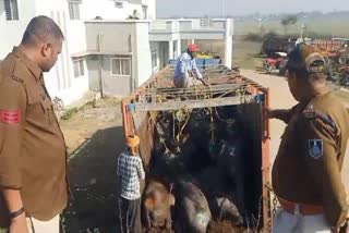 cattle smuggling