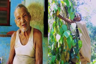 ramettan age story  94 years old farmer in kasargod  കാസർകോട് ചെറുവത്തൂർ  കർഷകൻ കല്ലംചിറ രാമൻ
