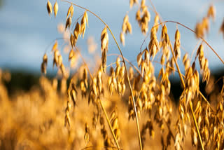 The government on Wednesday announced a Rs 24,420-crore subsidy on phosphatic and potassic (P&K) fertilisers for the upcoming kharif season and said the farmers will continue to get key oil nutrient DAP at Rs 1,350 per quintal.