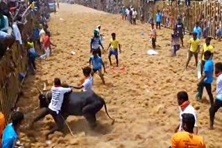 jallikattu competition at perambalur kallapatti village