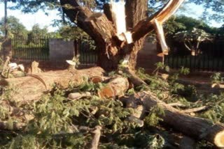 Jabalpur protest cut trees