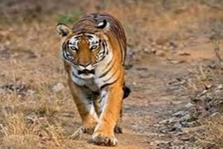 Bandhavgarh Tiger Dies