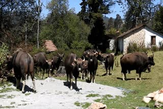 wild-buffalo-crowd-roaming-the-kodaikanal-town-area