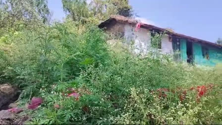 Parthenium plant health issues  Parthenium plant Idukki  പാർത്തീനിയം  ഇടുക്കി