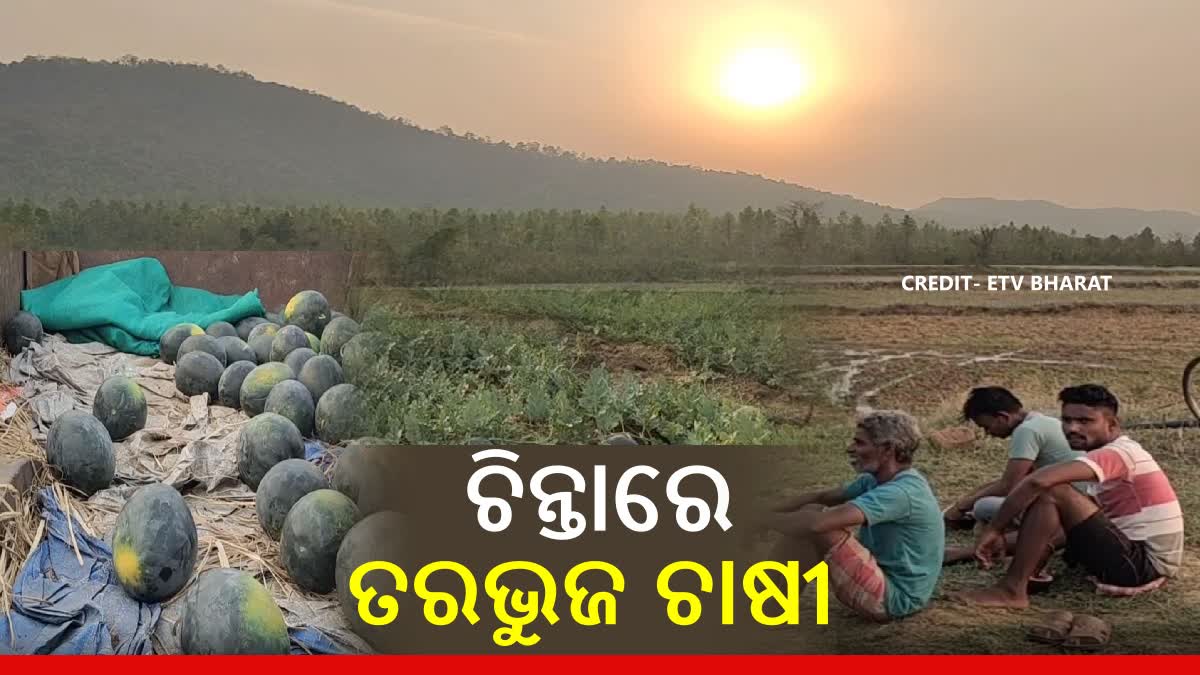 Watermelon cultivation Deogarh