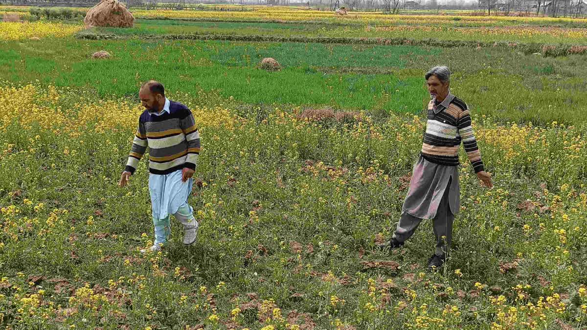 Kashmir Mustard Production on Decline