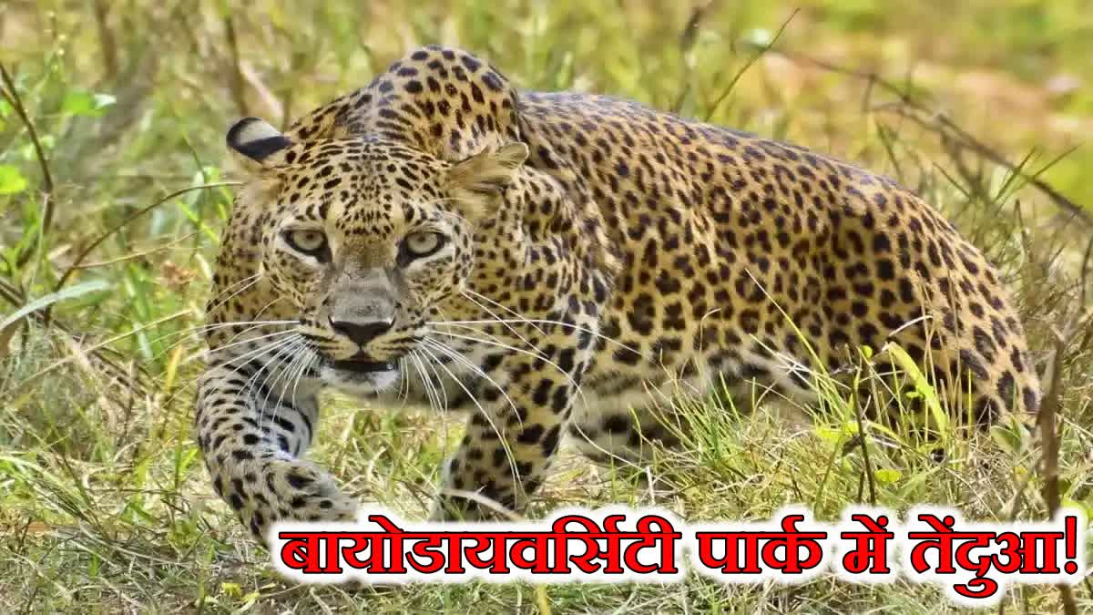 Forest department alert regarding leopard sighting in Biodiversity Park of Jamshedpur