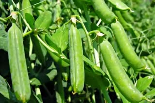 Himachal Peas Demand in Other State