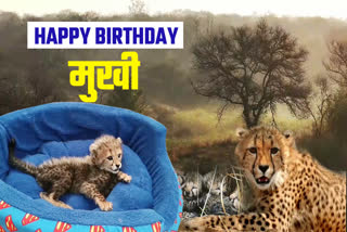 CHEETAH CUB MUKHI BIRTHDAY