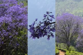 JECRANTHA TREES IDUKKI  VAAKA IDUKKI  MUNNAR IDUKKI  BLUE FLOWERS