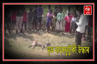 Dead leopard found in Numaligarh tea Estate in Golaghat