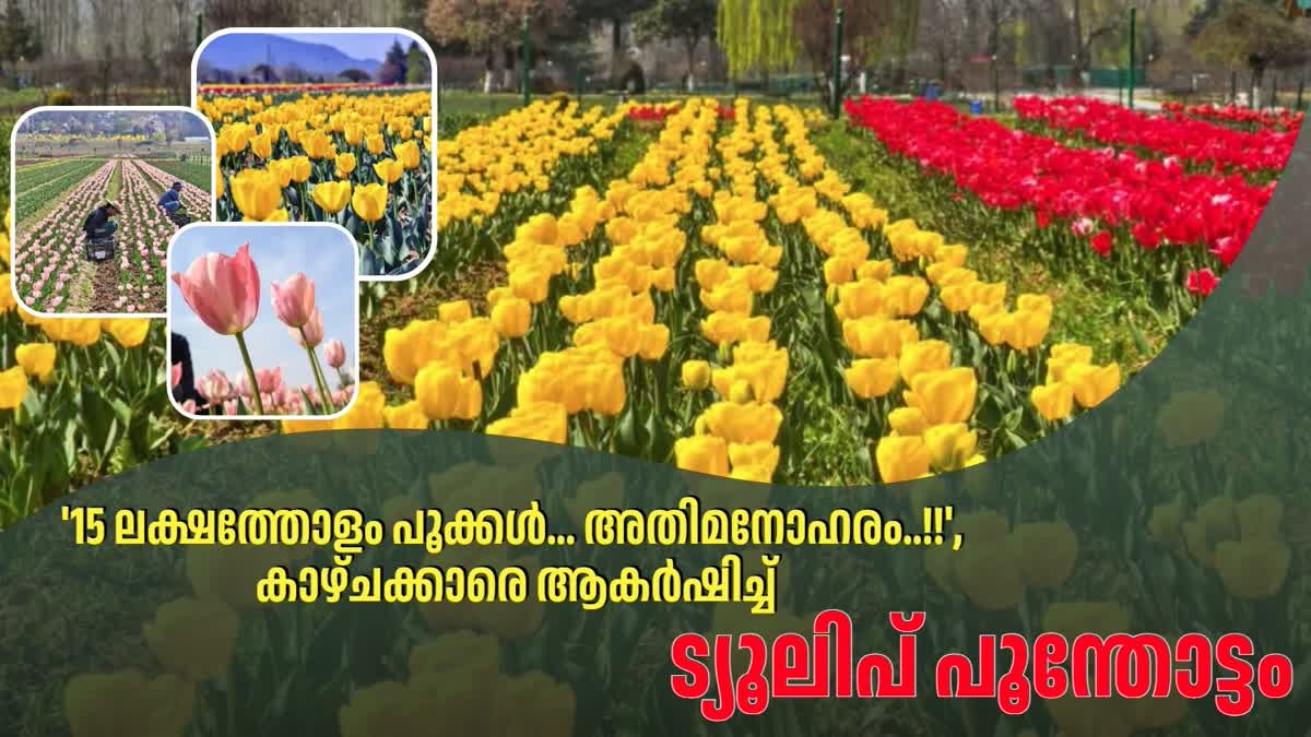 KASHMIR TULIP GARDEN OPEN  SRINAGAR TULIP GARDEN  ASIA LARGEST TULIP GARDEN  KASHMIR TOURISM