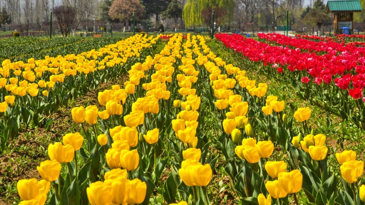KASHMIR TULIP GARDEN ASIA LARGEST TULIP GARDEN KASHMIR TOURISM tulip flowers
