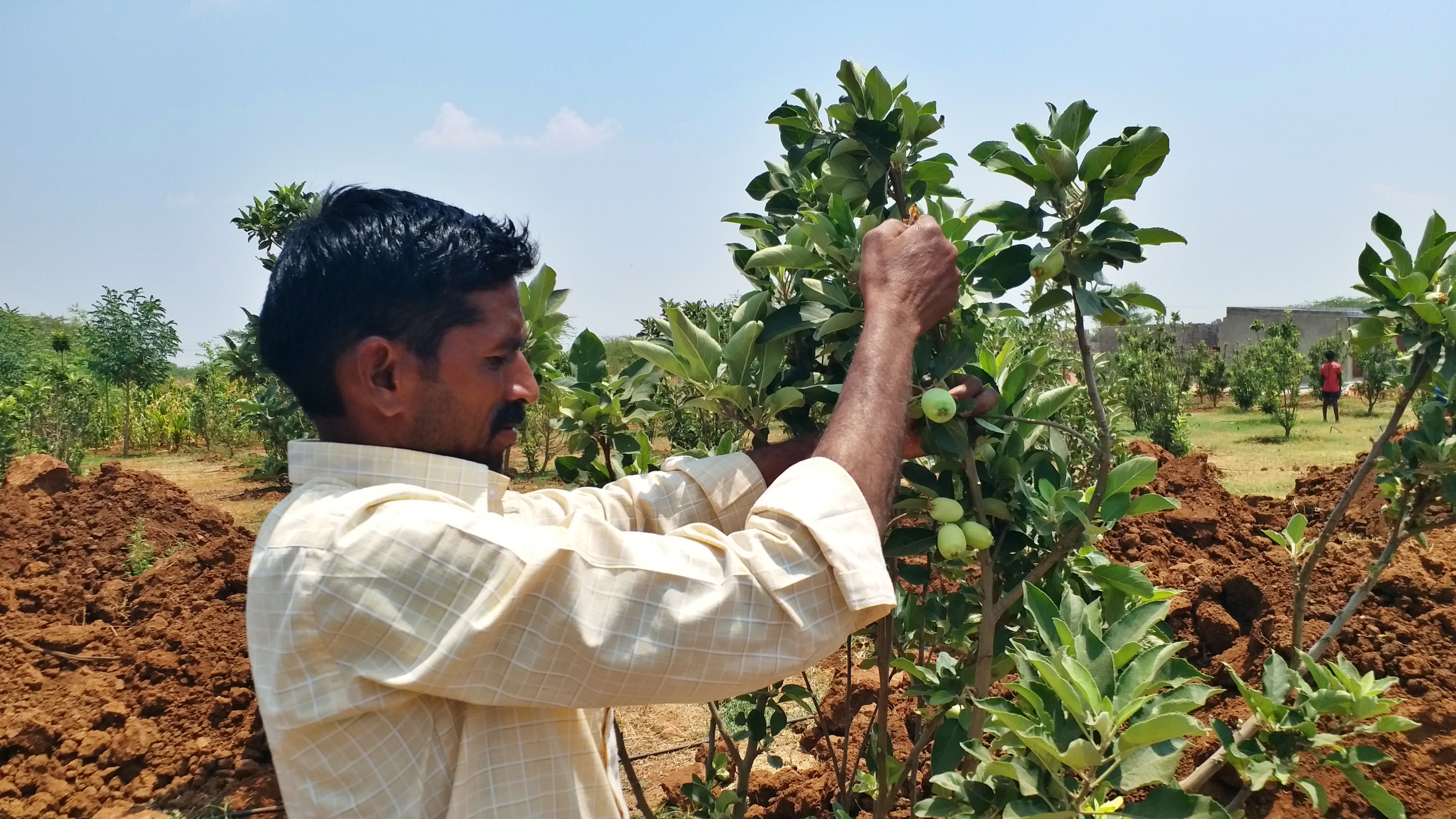 DAVANAGERE ಸೇಬು ಬೆಳೆ ISRAELI VARIETY APPLE AGRICULTURAL INFORMATION