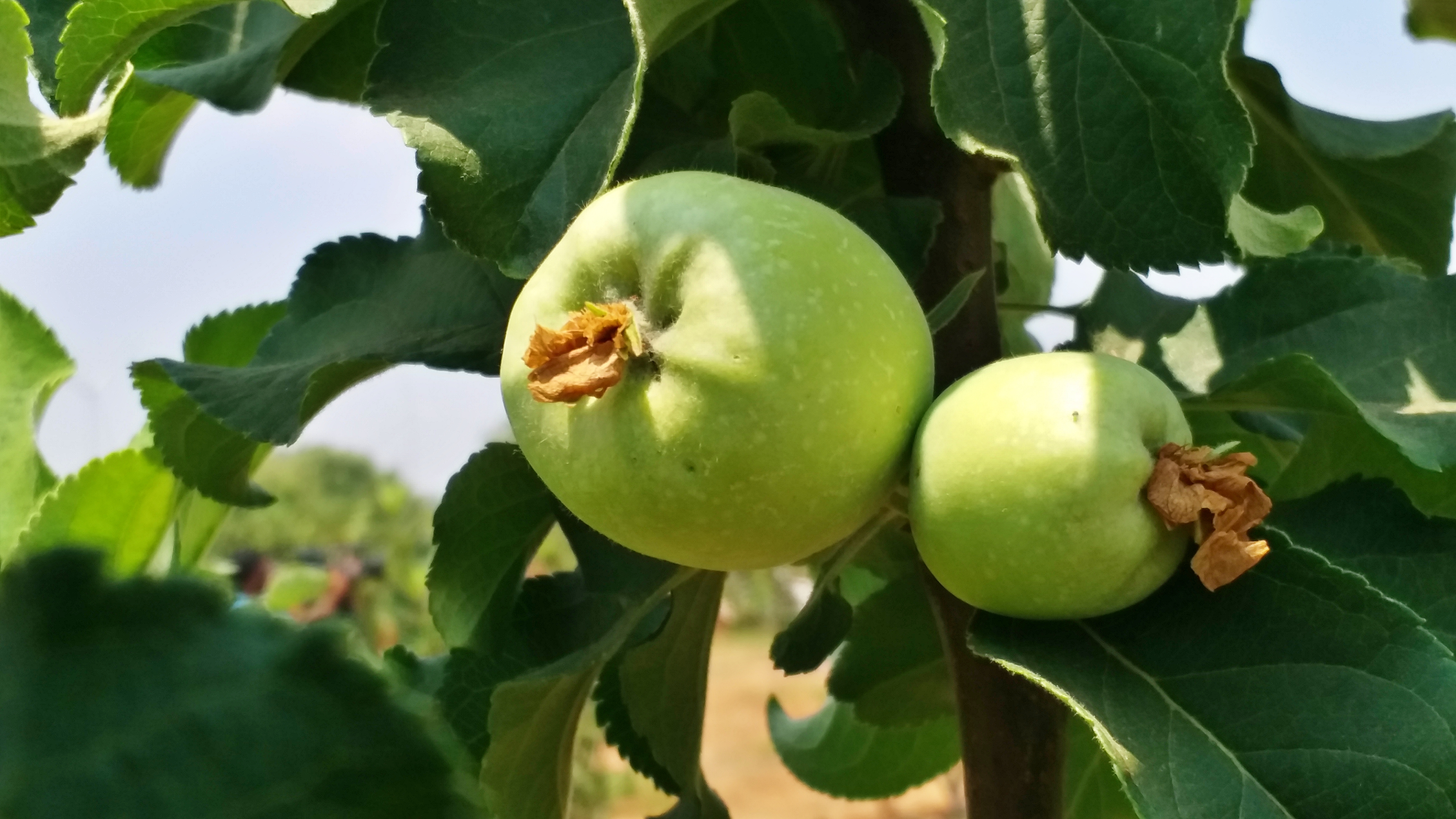 DAVANAGERE ಸೇಬು ಬೆಳೆ ISRAELI VARIETY APPLE AGRICULTURAL INFORMATION
