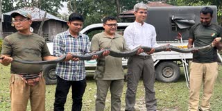 KING COBRA RESCUED