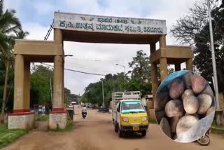 Tipaturu APMC