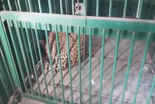 JABALPUR ORDNANCE FACTORY LEOPARD
