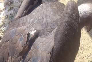 VULTURE IN MOTIHARI