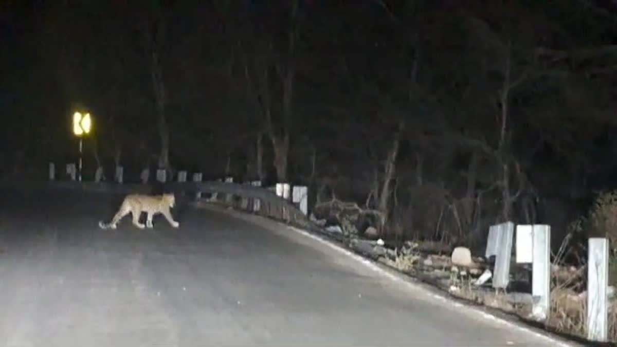 LEOPARD SEEN IN SHIVPURI FOREST