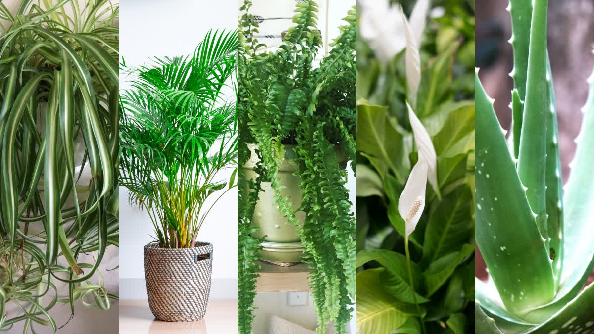 Indoor Plants For Home Cooling