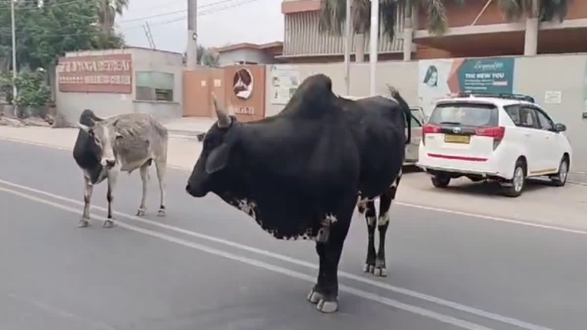 Haldwani Bull Attack