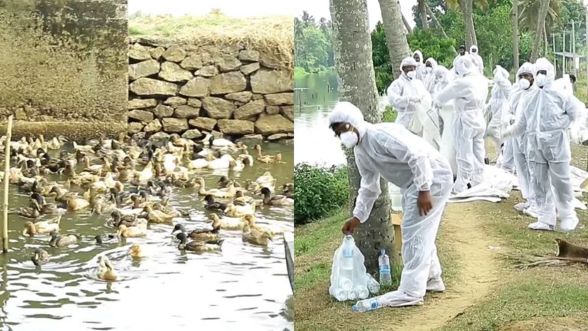 BIRD FLU  AVIAN FLU ALAPPUZHA  കുട്ടനാട്ടിൽ പക്ഷി പനി  പക്ഷി പനി