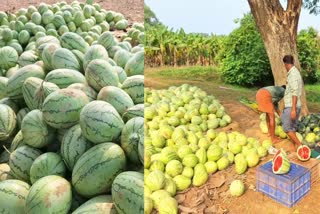 തണ്ണിമത്തൻ കൃഷി  എളമരത്തെ തണ്ണിമത്തൻ കൃഷി  ELAMARAM WATERMELON CULTIVATION  FARMING